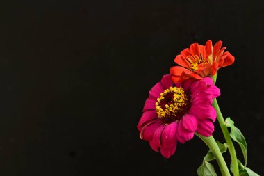 zinnia çiçekleri siyah arkaplanda kapanıyor 