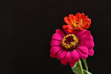 zinnia çiçekleri siyah arkaplanda kapanıyor 