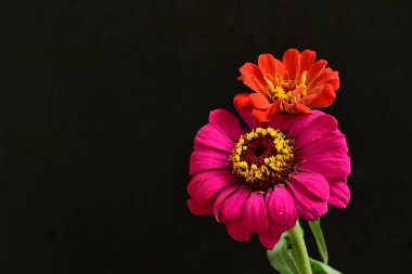 zinnia çiçekleri siyah arkaplanda kapanıyor 