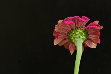 Siyah arka planda güzel bir zinnia çiçeği 