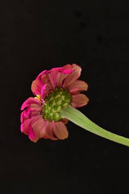 Siyah arka planda güzel bir zinnia çiçeği 