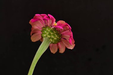 Siyah arka planda güzel bir zinnia çiçeği 