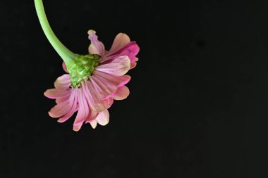 Siyah arka planda güzel bir zinnia çiçeği 