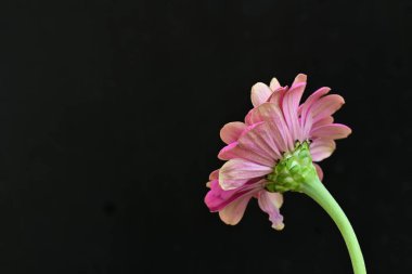 Siyah arka planda güzel bir zinnia çiçeği 