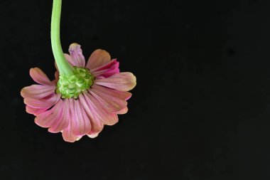 Siyah arka planda güzel bir zinnia çiçeği 