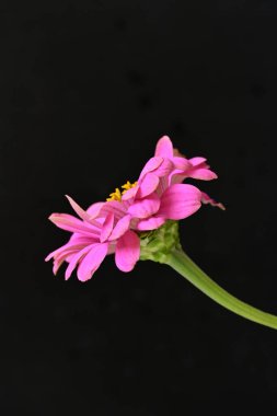 Siyah arka planda güzel bir zinnia çiçeği 
