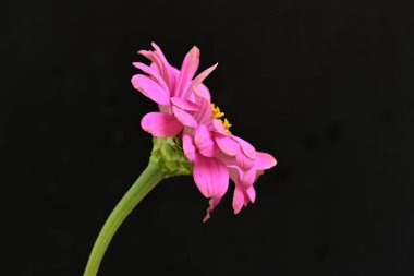 Siyah arka planda güzel bir zinnia çiçeği 