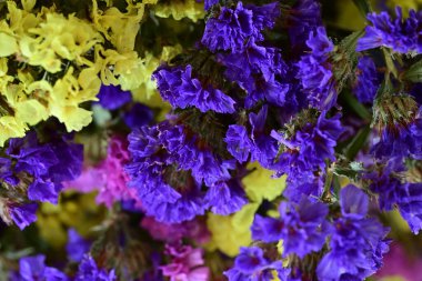 Helichrysum arenyum renkli çiçekleri kapat 
