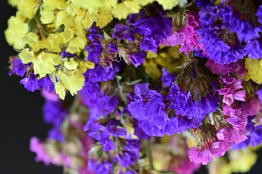 Helichrysum arenyum renkli çiçekleri kapat 