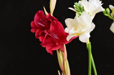 freesia and lily flowers close up on black background