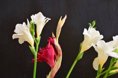 freesia and lily flowers close up on black background