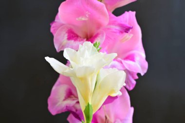 freesia and lily flowers close up on black background