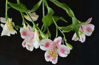 Koyu arkaplanda Frezya çiçekleri 