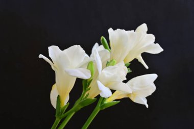 Koyu arkaplanda Frezya çiçekleri 