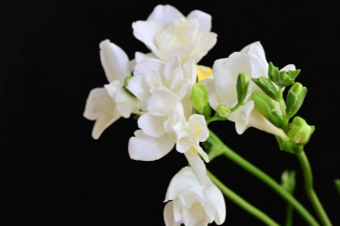 Koyu arkaplanda Frezya çiçekleri 