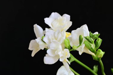 Koyu arkaplanda Frezya çiçekleri 