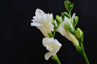 Koyu arkaplanda Frezya çiçekleri 