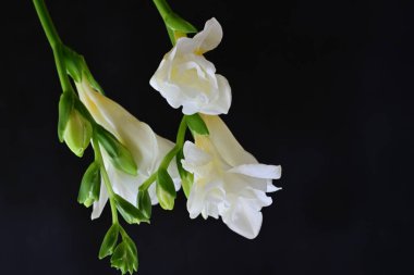 Koyu arkaplanda Frezya çiçekleri 