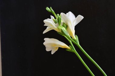 Koyu arkaplanda Frezya çiçekleri 