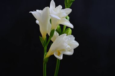 Koyu arkaplanda Frezya çiçekleri 