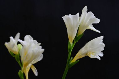 Koyu arkaplanda Frezya çiçekleri 