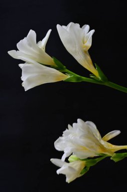 Koyu arkaplanda Frezya çiçekleri 