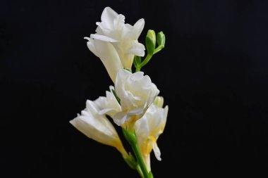 Koyu arkaplanda Frezya çiçekleri 