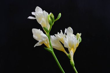 Koyu arkaplanda Frezya çiçekleri 