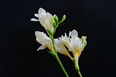 Koyu arkaplanda Frezya çiçekleri 