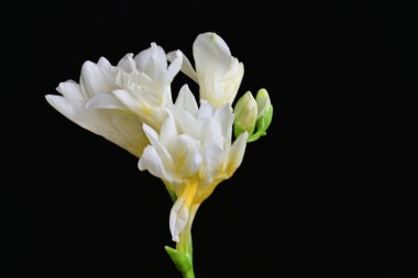 Koyu arkaplanda Frezya çiçekleri 