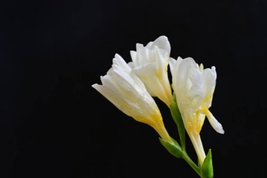 Koyu arkaplanda Frezya çiçekleri 