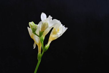 Koyu arkaplanda Frezya çiçekleri 