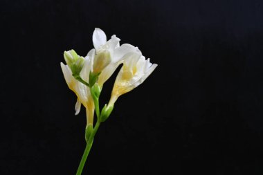 Koyu arkaplanda Frezya çiçekleri 