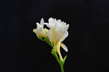 Koyu arkaplanda Frezya çiçekleri 