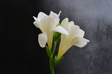 Koyu arkaplanda Frezya çiçekleri 