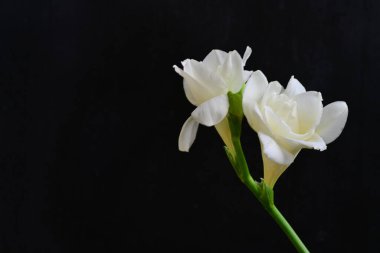 Koyu arkaplanda Frezya çiçekleri 