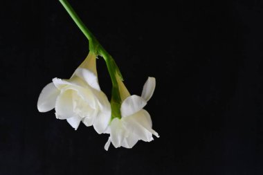 Koyu arkaplanda Frezya çiçekleri 