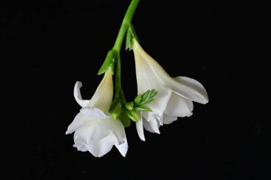 Koyu arkaplanda Frezya çiçekleri 