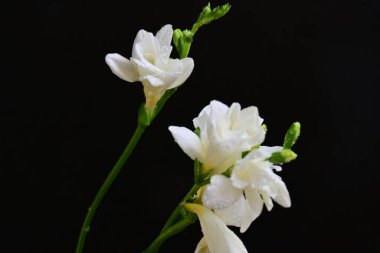 Siyah arkaplanda güzel beyaz frezya çiçekleri