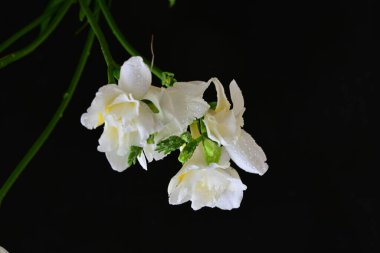 Siyah arkaplanda güzel beyaz frezya çiçekleri