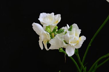 Siyah arkaplanda güzel beyaz frezya çiçekleri