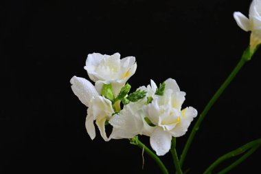 Siyah arkaplanda güzel beyaz frezya çiçekleri