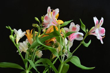 Peruvian lilies and freesia flowers on black background 