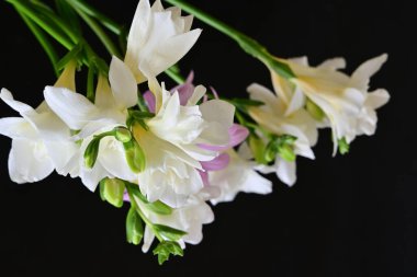 Siyah arka planda narin çiçekleri olan güzel çiçek buketini kapat.         