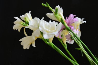 Siyah arka planda narin çiçekleri olan güzel çiçek buketini kapat.         