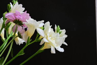 Güzel frezya çiçekleri, çiçek konsepti...