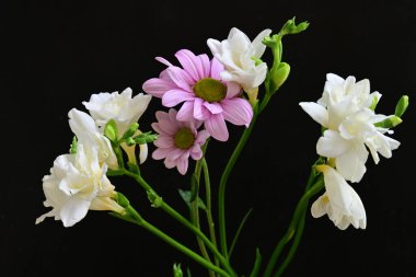 Güzel frezya çiçekleri, çiçek konsepti...