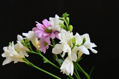 Güzel frezya çiçekleri, çiçek konsepti...