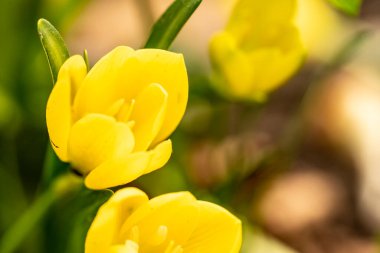 Güzel, narin çiçeklerin, doğal duvar kağıtlarının manzarasını kapat.       