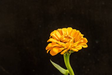 Güzel çiçeğin yakın plan görüntüsü, doğa konsepti.